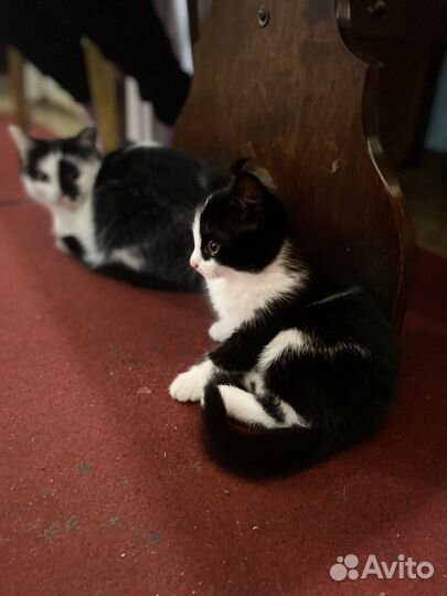 Котенок девочка