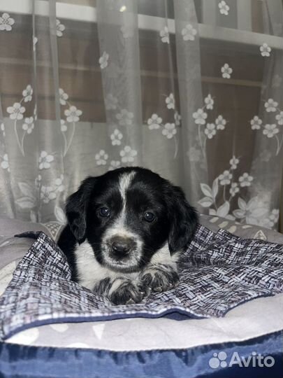 Отдам щенков в добрые руки бесплатно