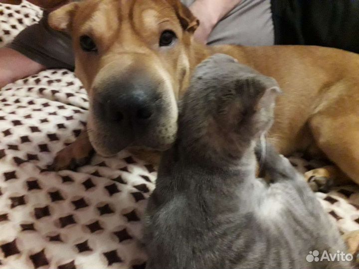 Американский Шарпей ищет девочку для Вязки