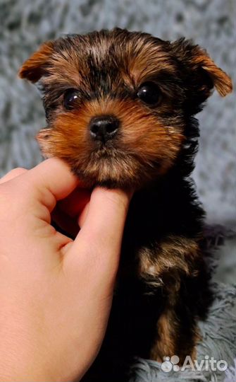 Йоркширский терьер девочки