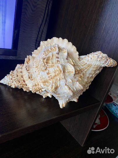 Морские ракушки раковины