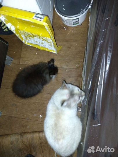 Отдам в добрые руки