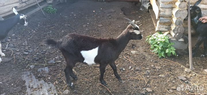 Козы продаю