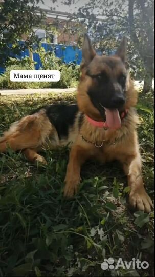 Щенки немецкая овчарка