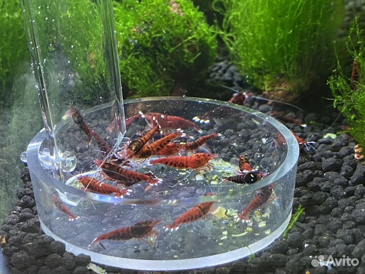 Аквариумные креветки ред руби экстрим