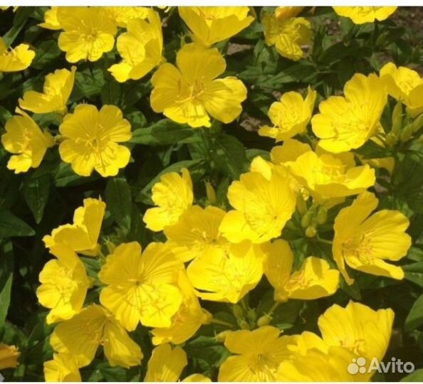 Флоксы, энотера, ирис сибирский, гвоздика турецкая