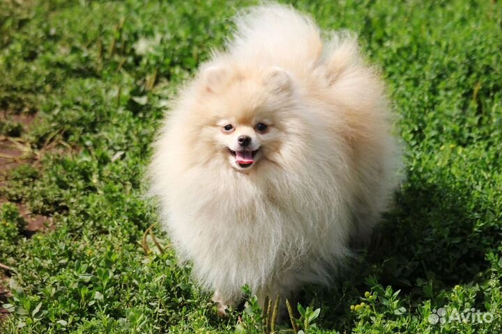 Померанский шпиц