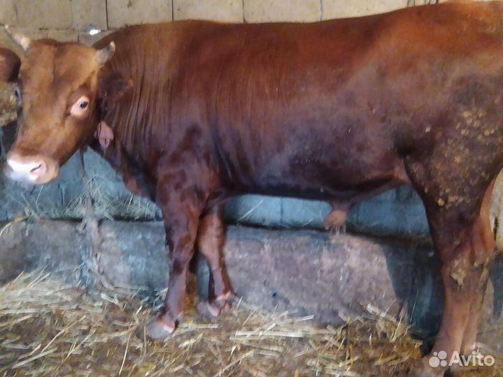 Продажа быков