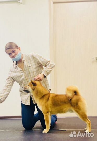 Кобель сиба для вязки