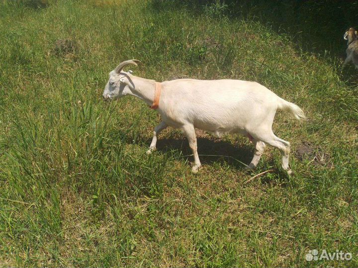 Козы высокоудойные