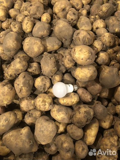 Домашний картофель