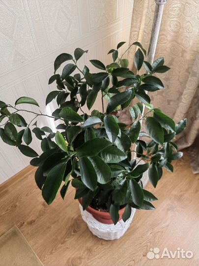 Лимон лимонное дерево