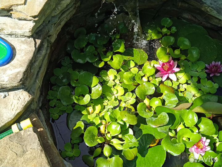 Пистия. Растение для водоёмов, аквариумов