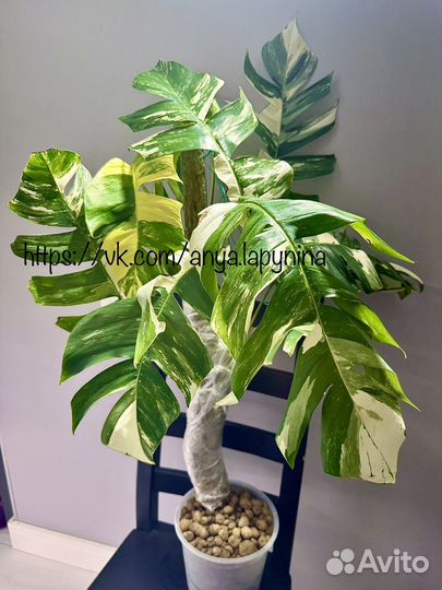 Эпипремнум pinnatum White Variegated