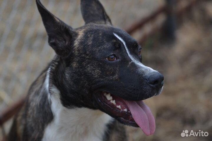 Собака, метис питбуля Марсель в дар