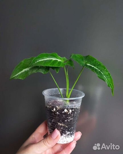 Сингониум вендланда