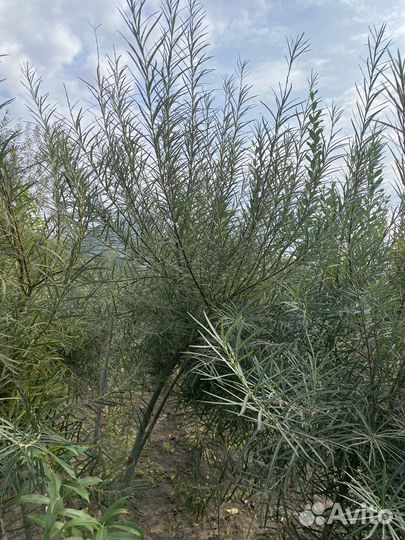 Лиственные деревья для озелениения в зкс