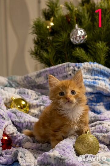 Котята мейкун-метис/сиамцы-вислоухие метисы