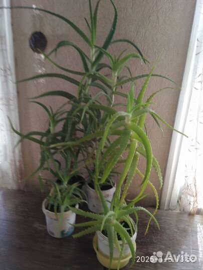 Цветок алоэ