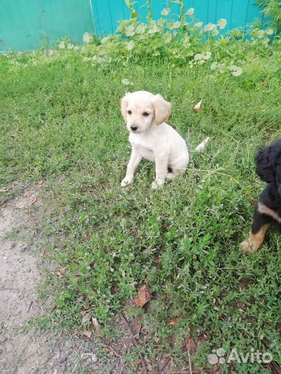 Щенок в добрые руки бесплатно спаниель