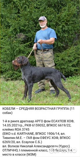 Щенки дратхаара