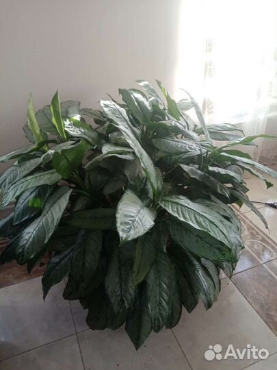 Аглаонема Фридман