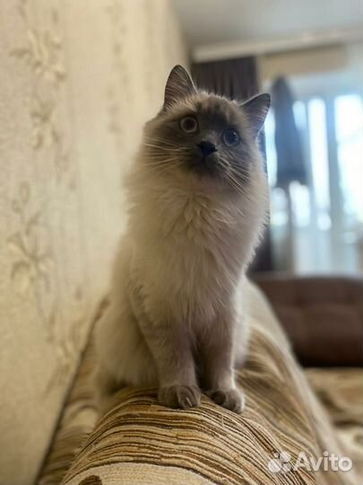 Невская маскарадная