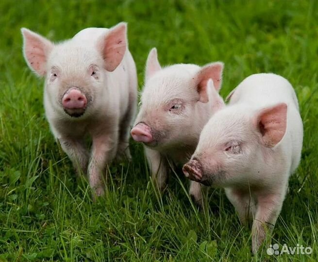 Поросята