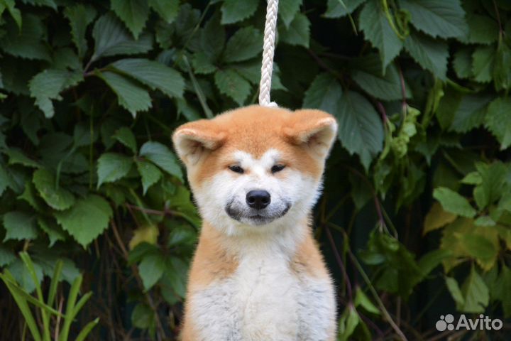 Щенки акита ину
