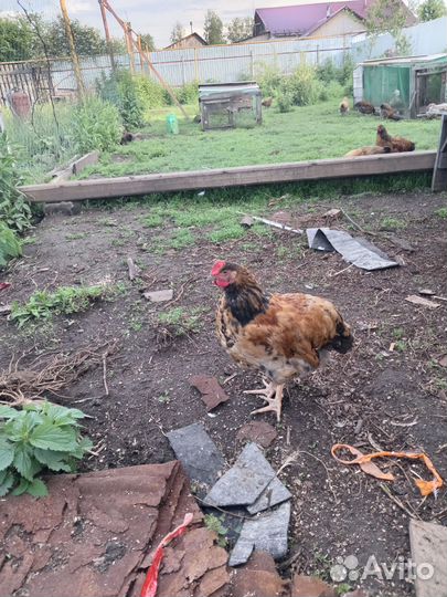 Петушки кучинской юбилейной