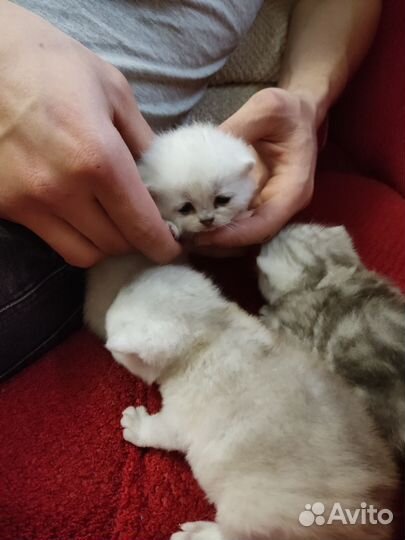 Серебристые шиншиллы