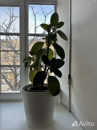 Фикус шефлера