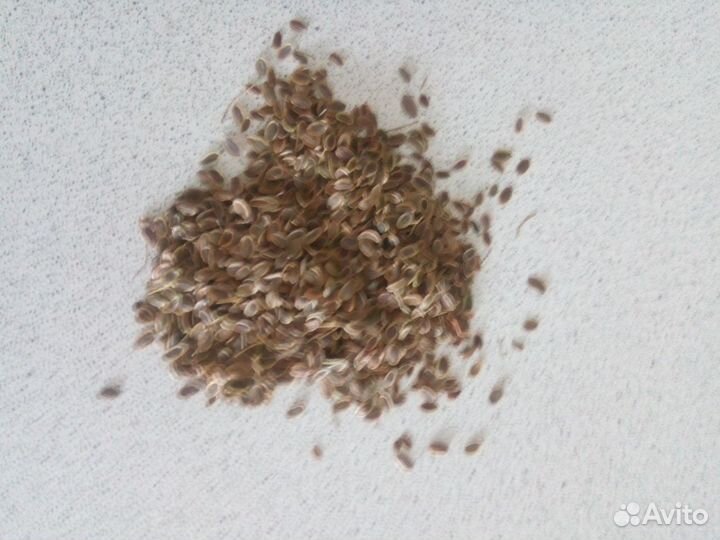 Семена укропа, петрушки