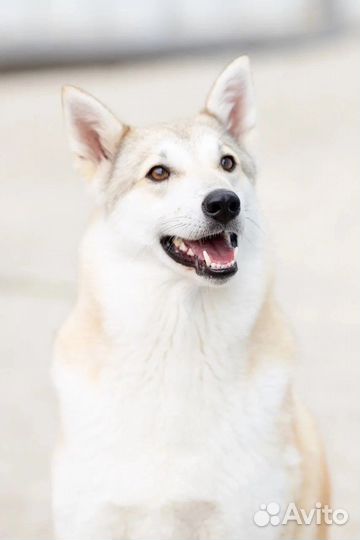 Красотка Белла ищет дом