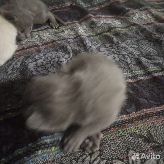 Котята в добрые руки бесплатно