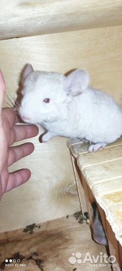 Шиншилла