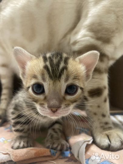 Бенгальские котята
