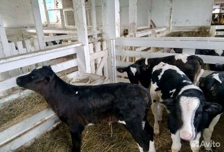 Бычки и тёлочки