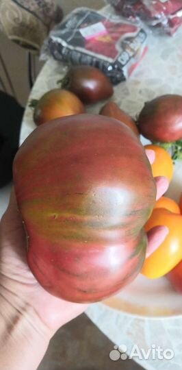 Рассада помидор