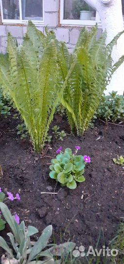 Многолетние цветы. Много