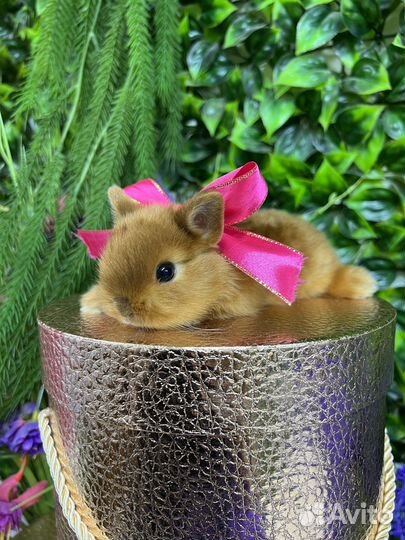 Домашние ручные кролики