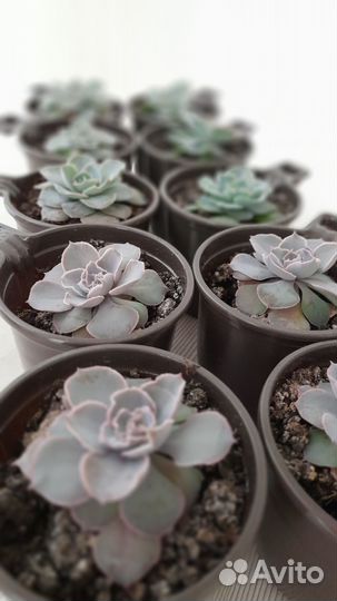 Суккуленты