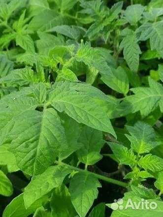 Рассада. Сезон продаж закрыт