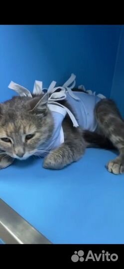 Кошка. Девочка. Пискля. Мо. Ищем добрые ручки