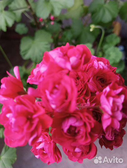 Комнатные цветы