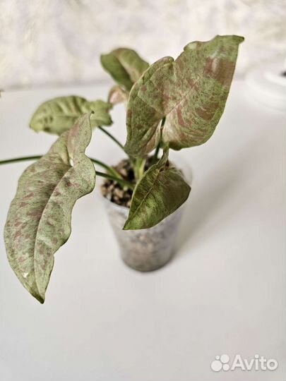 Аглаонема Роуз Сингониум Dazzle color