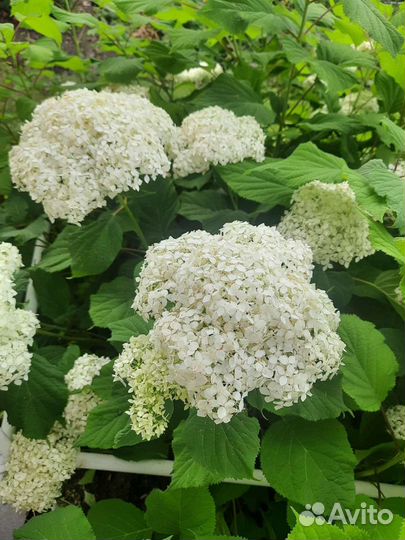 Гортензия древовидная