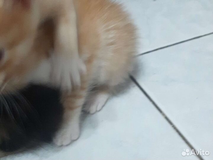 Британские котята