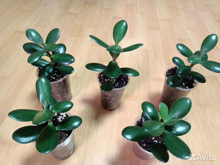 Денежное дерево. Толстянка(Crassula)