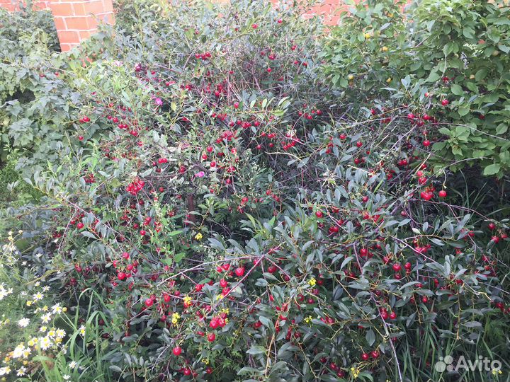 Саженцы (черешня и вишня на веточке)